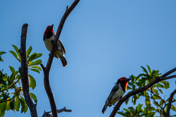 red winged blackbird