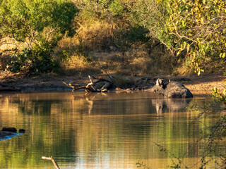 ducks on the lake