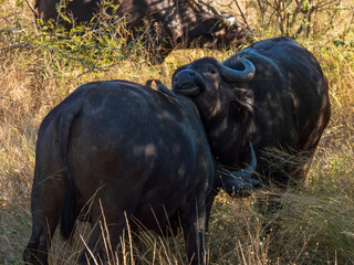 buffalo in the grass