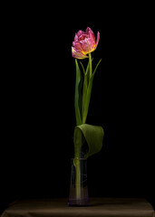 Tulip on a dark background