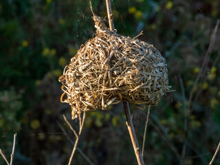 close up of nest