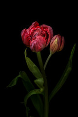 Tulip on a dark background
