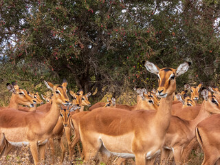 impala in the savannah