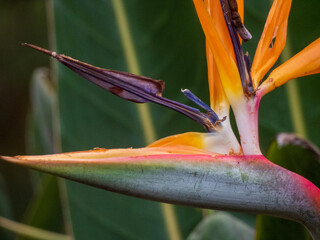 bird of paradise