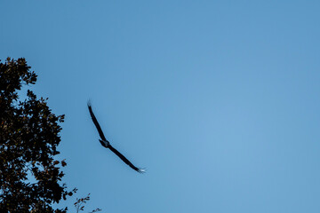 eagle in flight