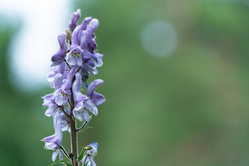 Summer background with beautiful purple flower