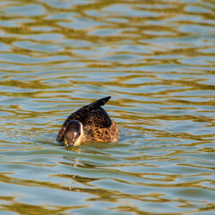 duck in water