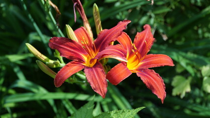 red lily in the garden