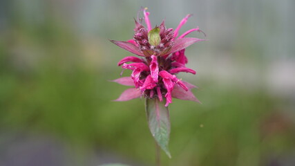 close up of a flower