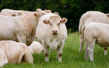 Charolais cow, French breed of taurine beef cattle, looking at the lens surrounded by other cows.