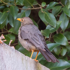 robin on a branch