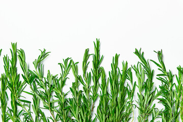 Obraz premium Fresh rosemary on a white background.