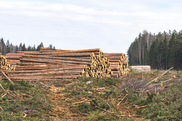 deforestation for roads, wood harvesting, wood as a renewable biological resource, deforestation area for highways