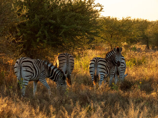 Naklejka premium zebras in the savannah