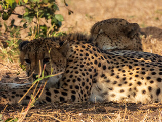 cheetah in serengeti