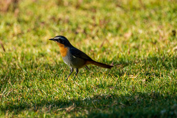 robin on the grass