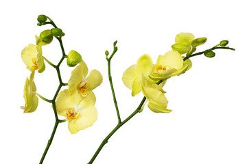 Fototapeta na wymiar Beautiful bright yellow flowers for background decoration