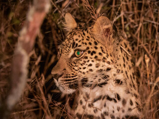 close up of leopard