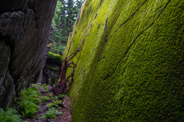 on a hiking trail in the middle of nature  near Larvik in Norway