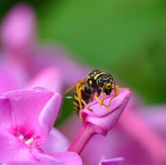 European paper wasp on the flower  in the garden