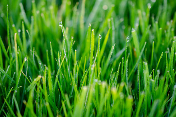 green grass with water drops close-up in sunlight background