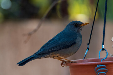 bird on a branch