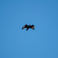 seagull in flight
