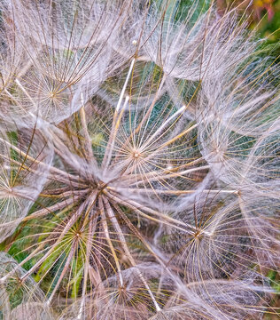 dandelion seed head