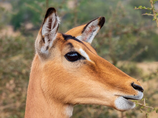 impala antelope portrait