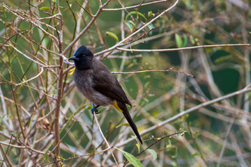 blackbird on a branch