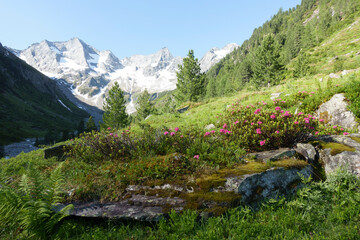 Wandergebiet durch eine Bergwiese mit Alpenrosen