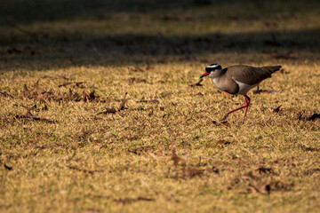 red winged blackbird