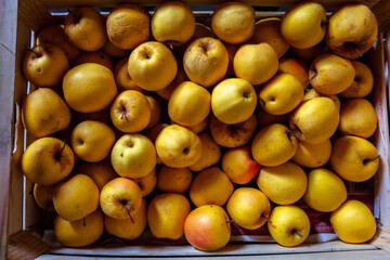 Top-view on a wooden chest filled with golden apples