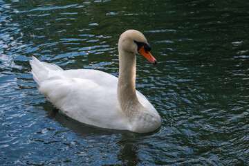 Naklejka premium A graceful white swan swimming on a lake with dark green water. The white swan is reflected in the water