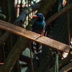 red winged blackbird