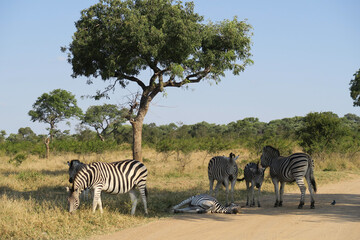 Obraz premium zebras