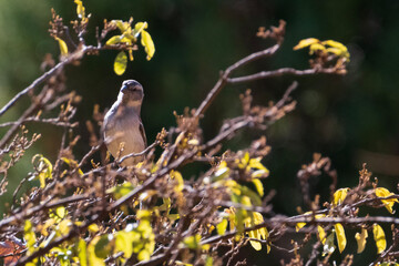 bird on a branch