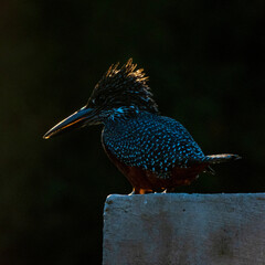 kingfisher on the branch