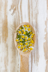 wooden spoon with chamomile flowers close-up. concept of alternative medicine, natural cosmetics, aromatherapy, homeopathy, medicinal herbs and plants