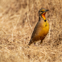 yellow billed hornbill