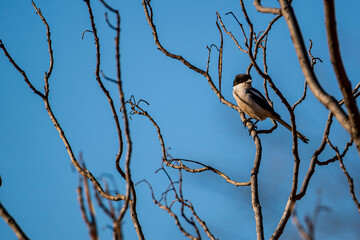 bird on a branch