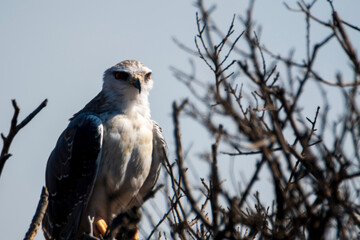 red tailed hawk