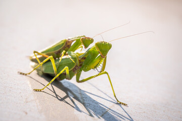 Mating of a pair of praying mantises. Close up of pair of European mantis or Praying mantis copulating in nature.