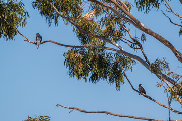 stork in the nest