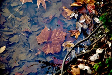 autumn leaves in the water