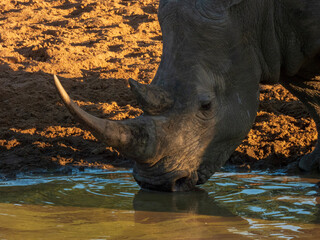 Fototapeta premium rhino in the wild
