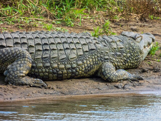 alligator in the everglades