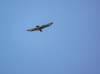 a buzzard (Buteo buteo) soaring on thermals looking for prey or carrion
