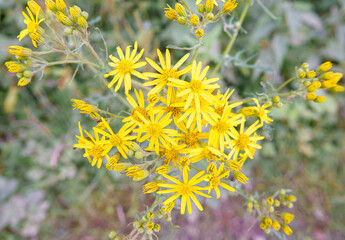beautiful yellow Ragwort flowers (Senecio jacobaea) growing wild on Salisbury Plain grasslands 