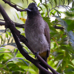 red winged blackbird